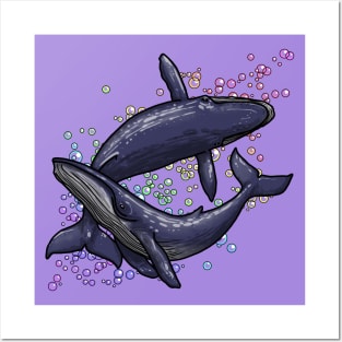 Humpback Whales and Bubbles Posters and Art